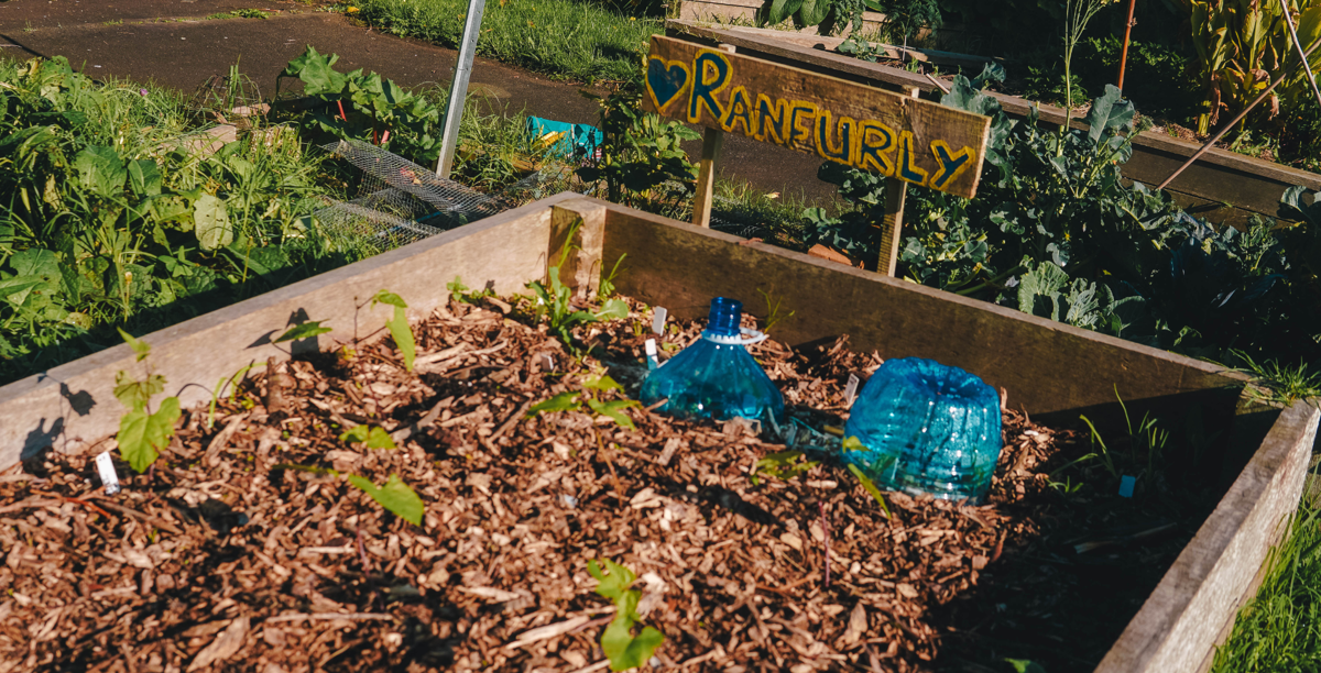 A wooden garden bed filled with bark, green plants and blue plastic bottles. A painted wooden sign reads Ranfurly.