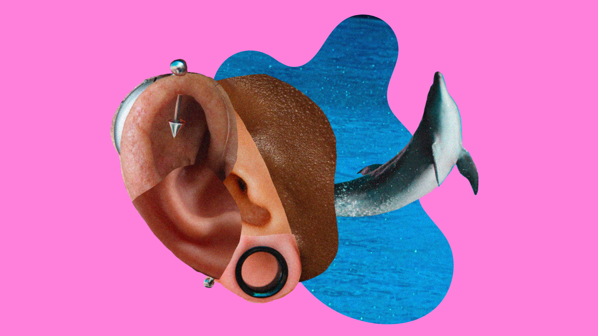 A collage of ears with a pool of water and a dolphin in the background