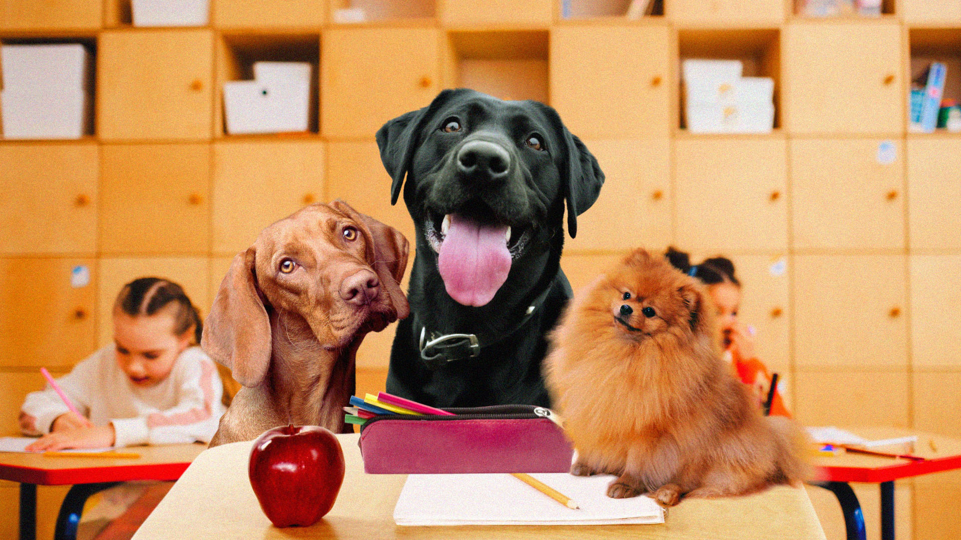 Three dogs sit at a desk in a classroom smiling towards the camera. An apple and some paper are on the desk.