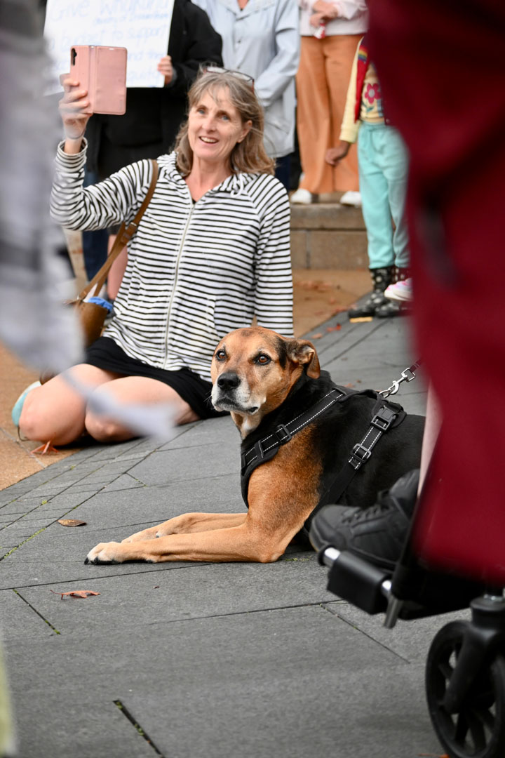 A dog is lying on the ground among a crowd. A woman is in the background recording on her phone.