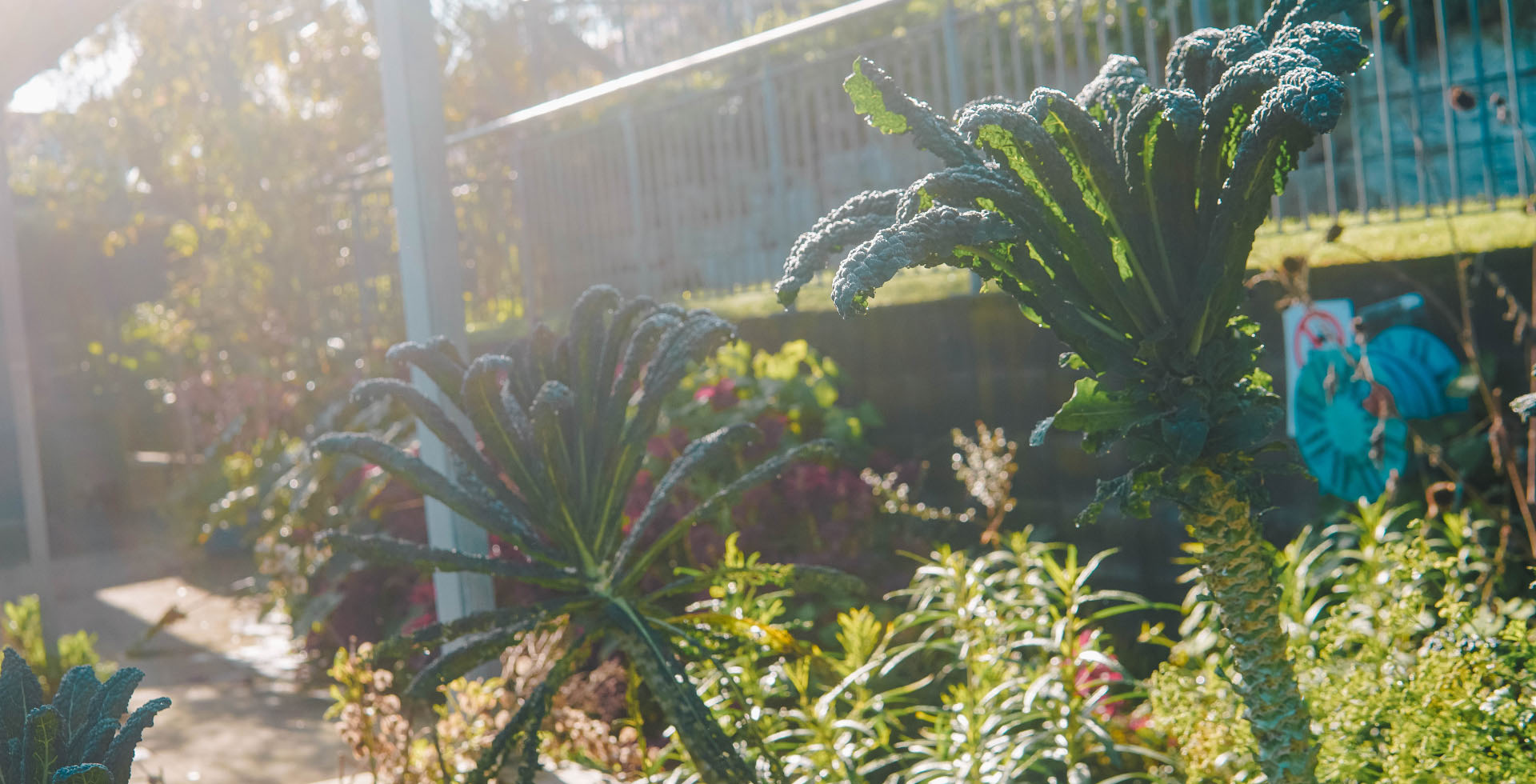 Two dark green plants grow in the foreground, with a full and sunny garden in the background.