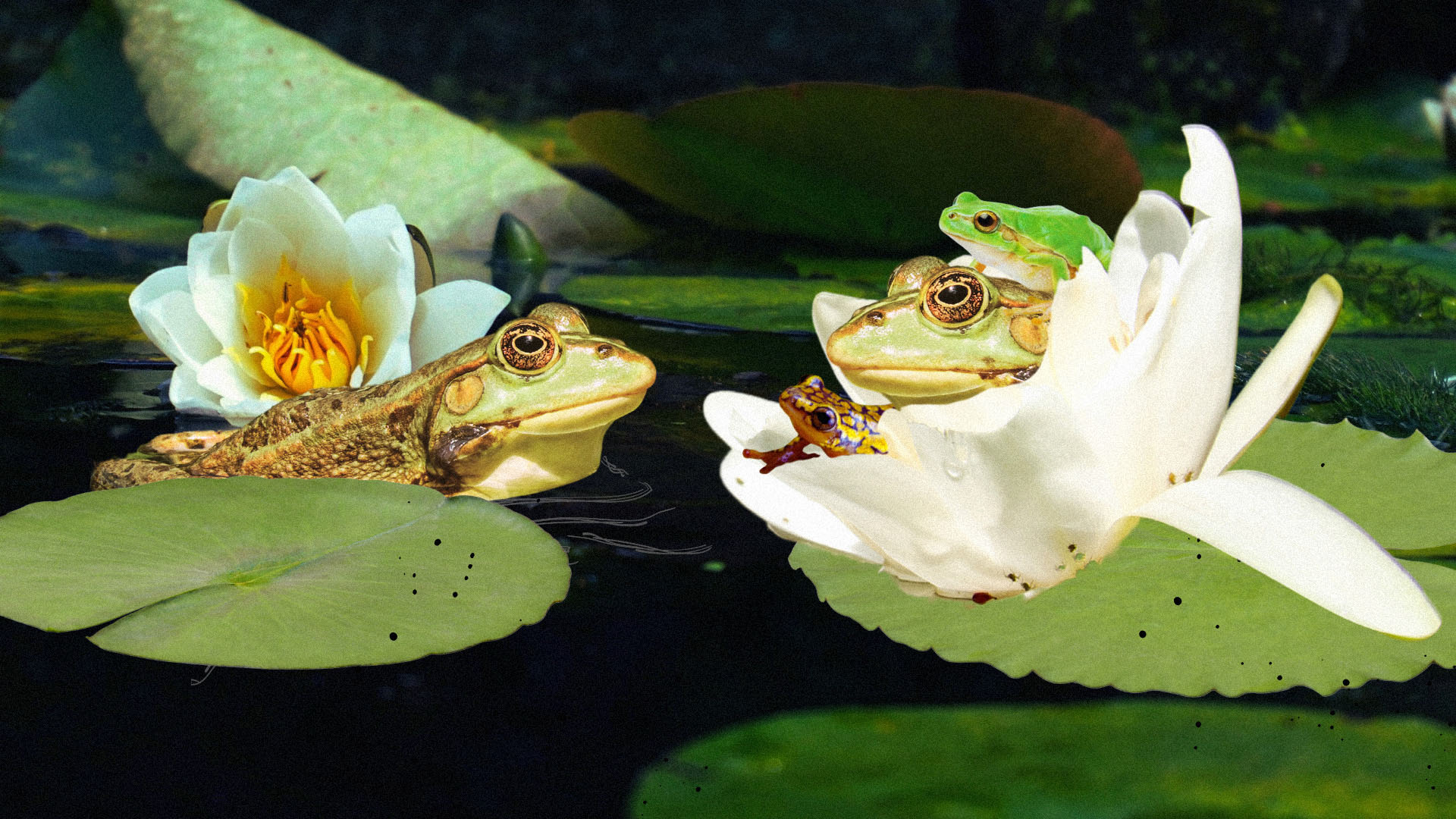 A frog in the water looks across a lily pad with three other frogs.