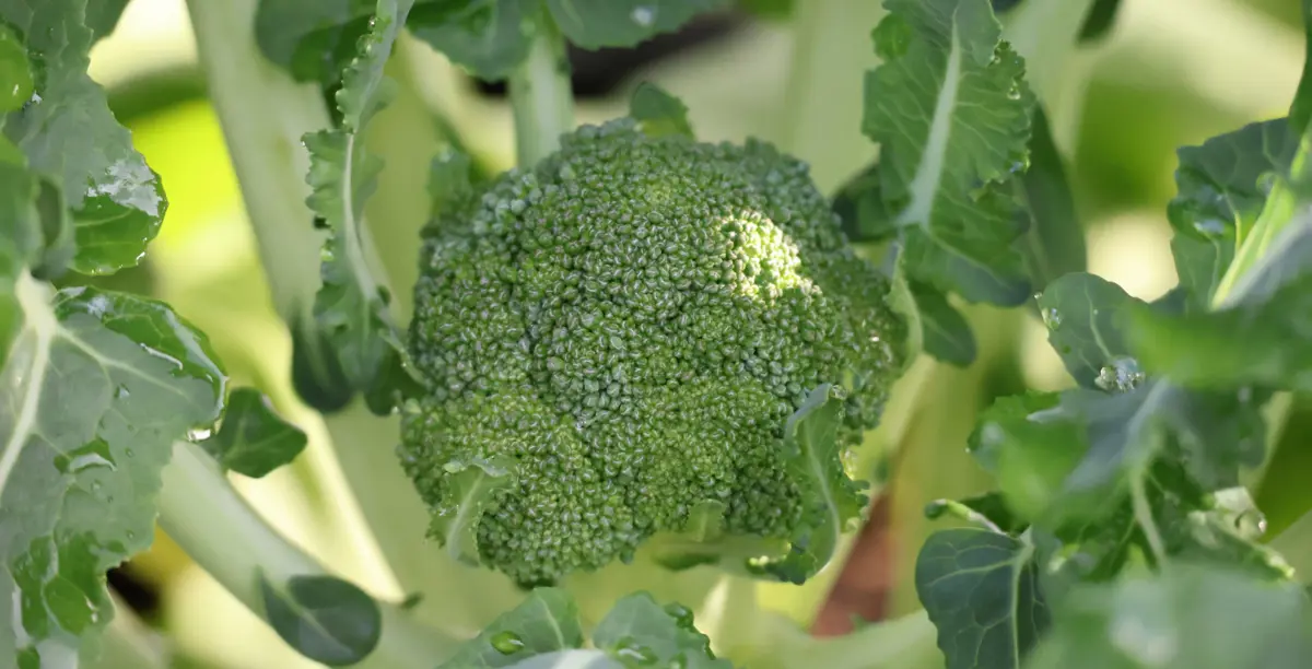 Broccoli Bulbs Sowing seeds: How our garden helps grow whānau memories | The D*List