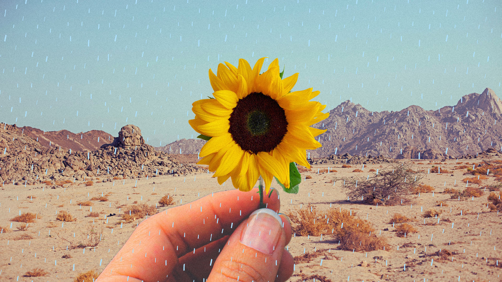 An image of a sunflower to illustrate the story.