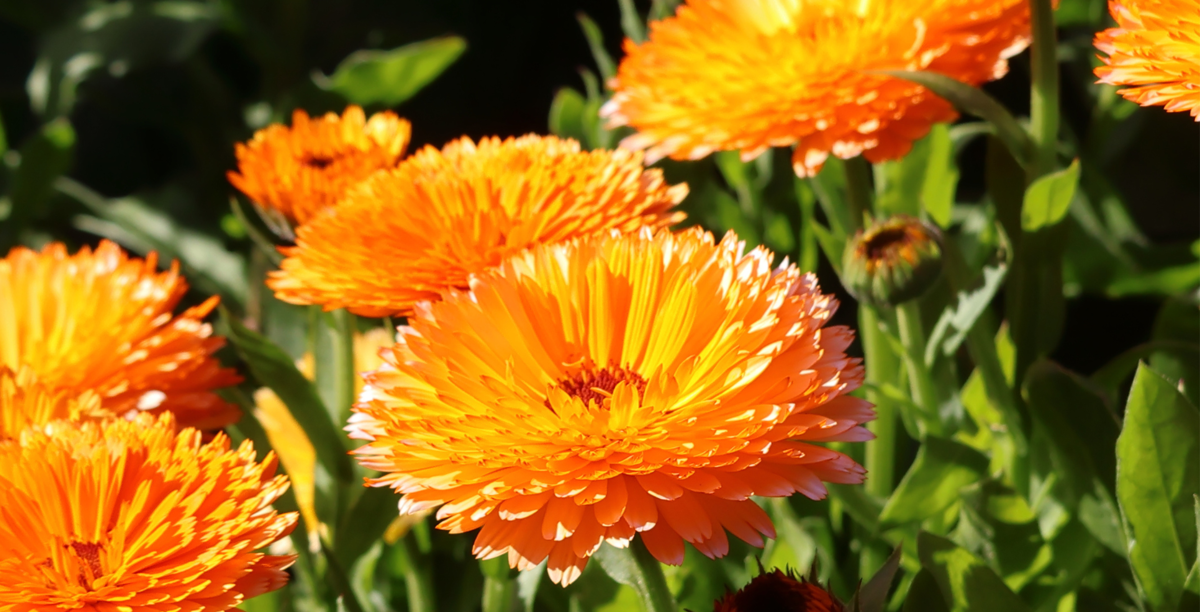 Bright orange flowers