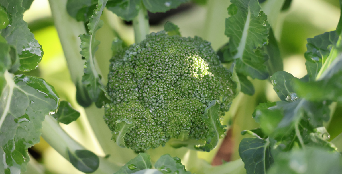 A broccoli bulb in a garden.