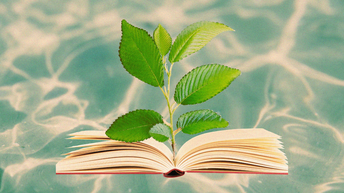 A plant is growing out of an open book, the background is a pool of water.