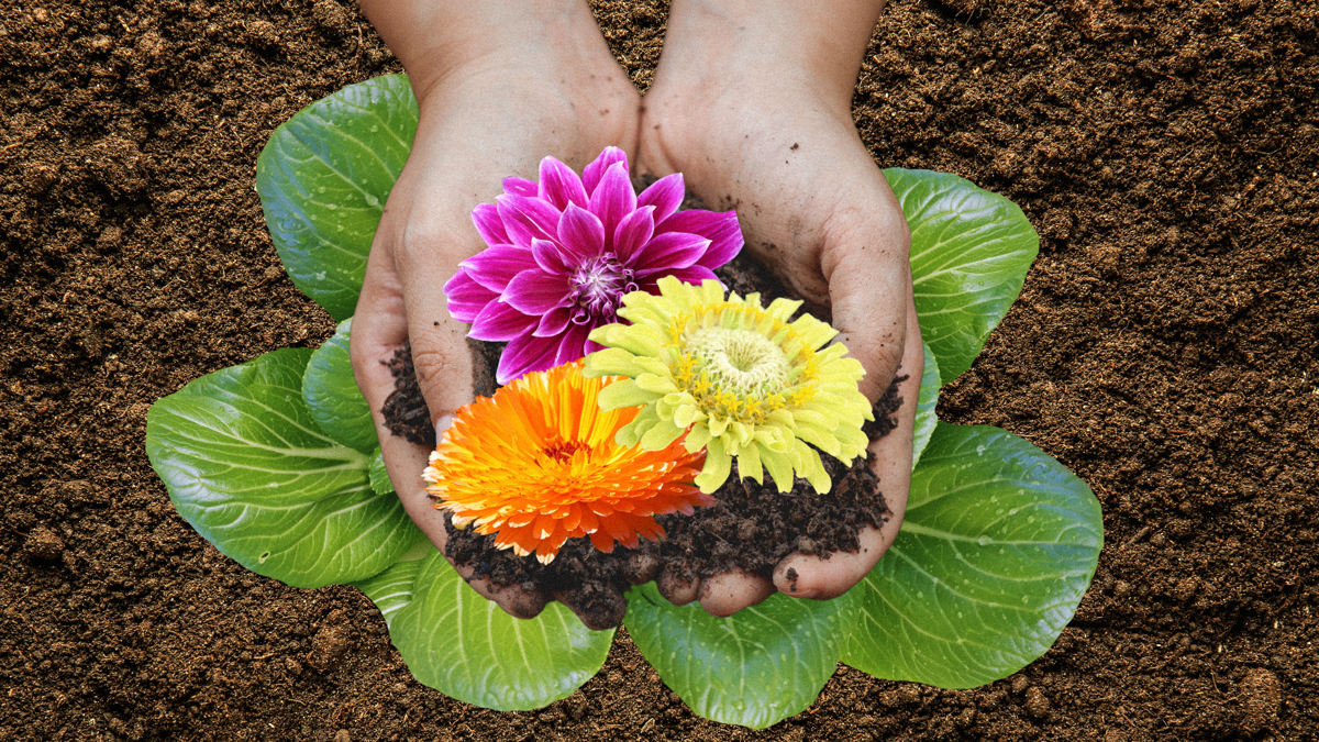 A hand holds colourful flowers above dirt and a garden bed.