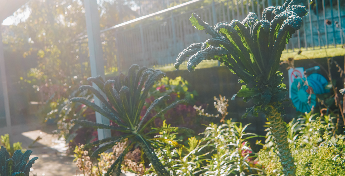 Two dark green plants grow in the foreground, with a full and sunny garden in the background.