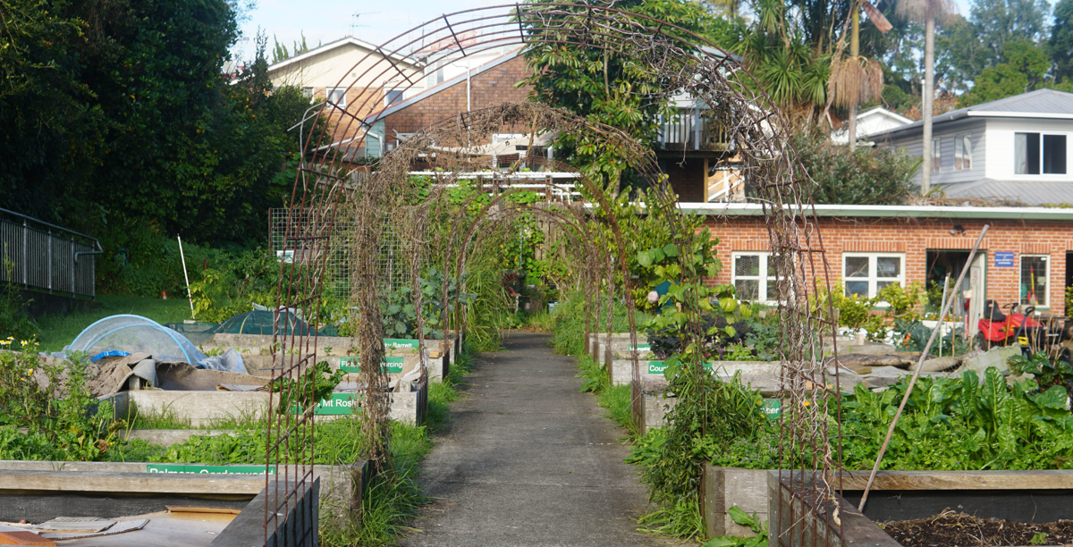 A wide shot of a community garden with wire archways, wooden garden beds and a brick building in the background.