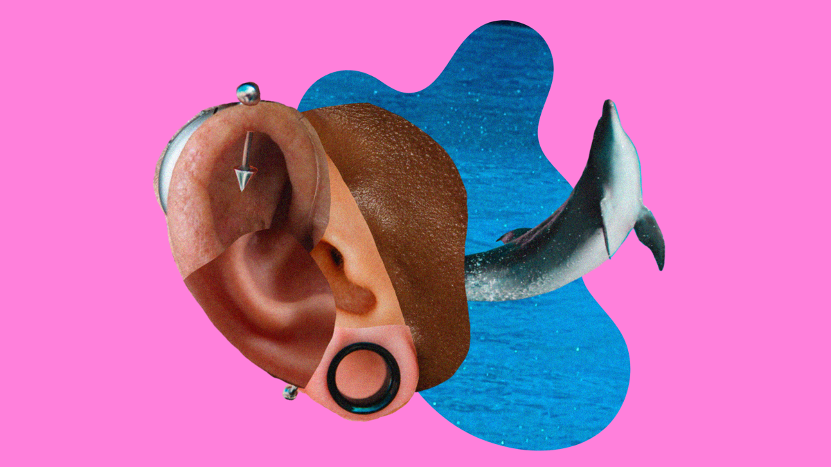 A collage of ears with a pool of water and a dolphin in the background